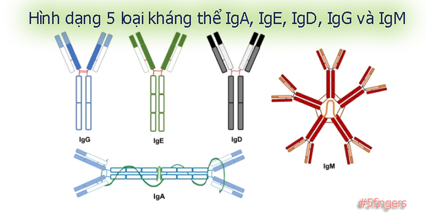 Hình dạng của 5 loại kháng thể IgA, IgE, IgD, IgG và IgM trong cơ thể 
