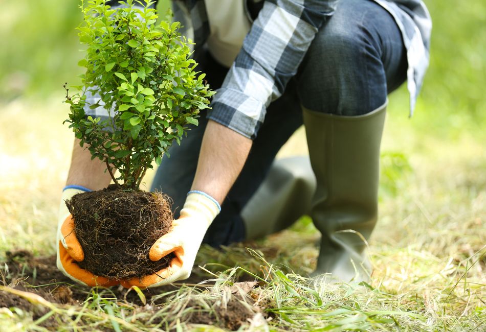 raditional Programming - The Solitary Gardener